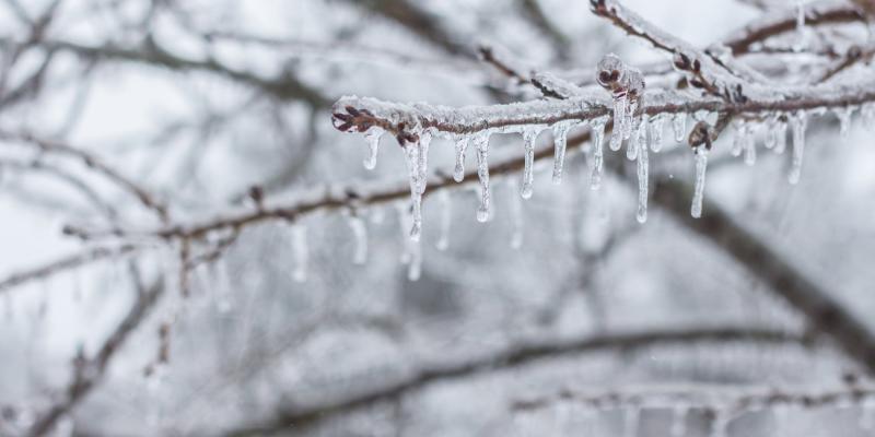 ice sickles on branches