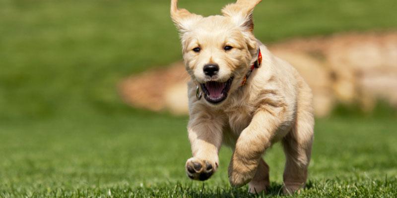 Happy puppy running through yard